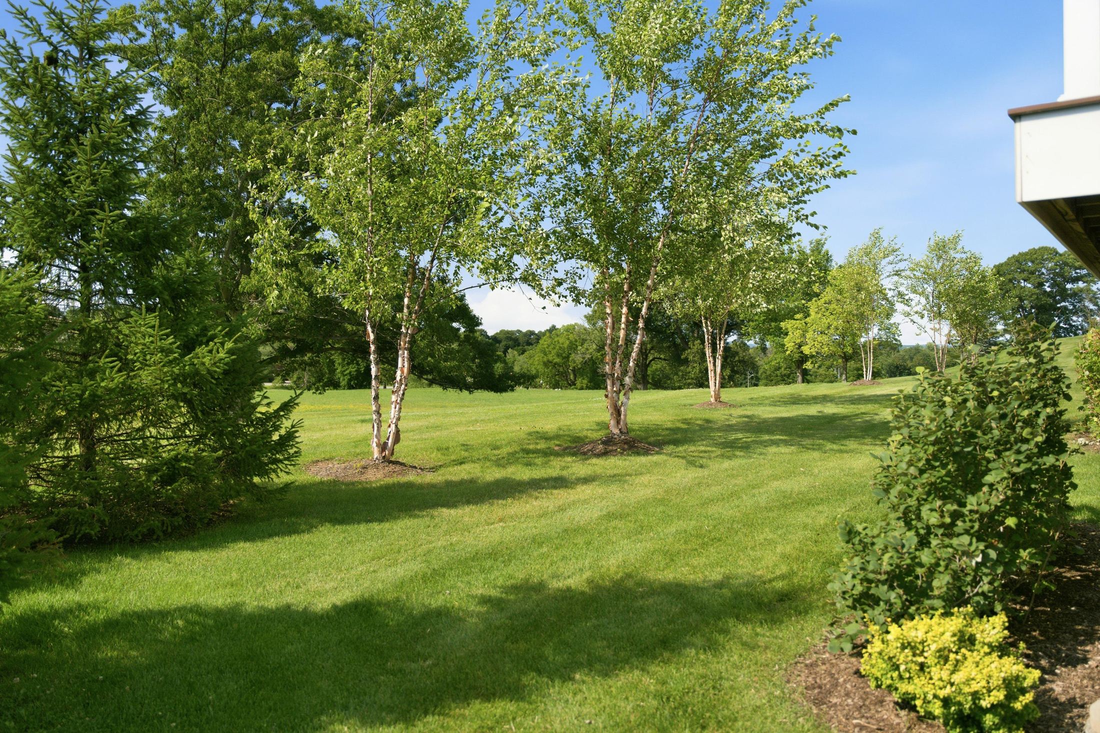 joint grass area behind 1 Aldrich Court